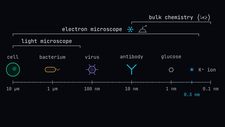 A logarithmic scale from 10 micrometers down to 0.1 nanometer, with a cell, a bacterium, a virus, an antibody, a glucose molecule and an ion placed along it