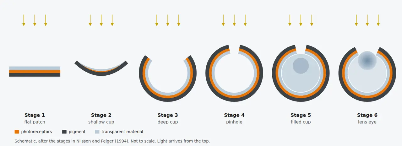 Six side-on sections of an eye in a row, from a flat patch of receptors to a deep cup with a round lens, each with a number for how many steps of one percent it lies from the start